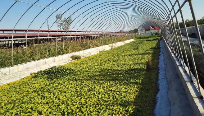 张克强：畜禽粪污 何去何从？(图1)